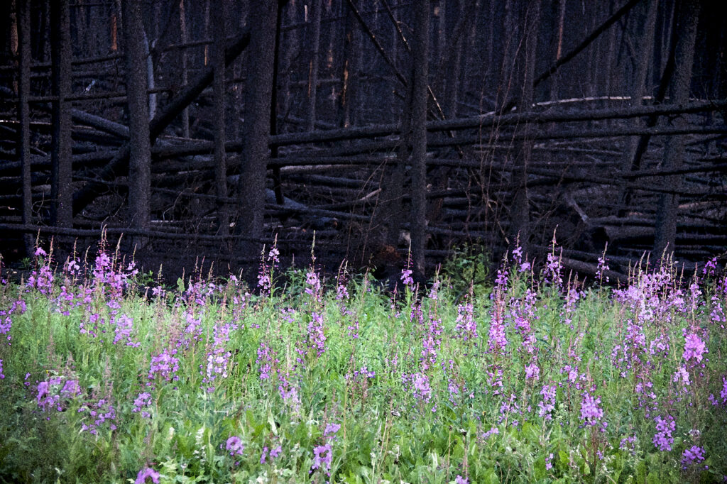 Fireweed blooming in front of a burned forest